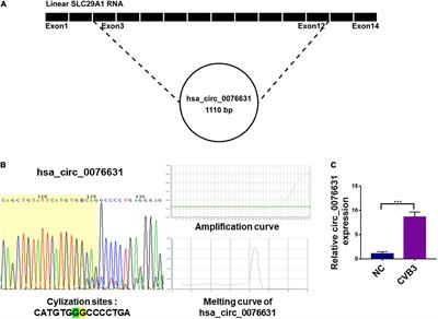 Circular RNA circ_0076631 promotes coxsackievirus B3 infection through modulating viral translation by sponging miR-214-3p